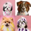 Perros con el pelo pintado con peines de tinte temporal en colores vivos y seguros para mascotas